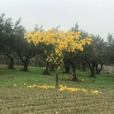 La Ciammarichella, Rifugio Nella Natura Da 2 A 5 Ospiti 3* Lettomanoppello