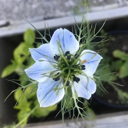 ベッド・アンド・ブレックファスト La Ciammarichella, Rifugio Nella Natura Da 2 A 5 Ospiti Lettomanoppello